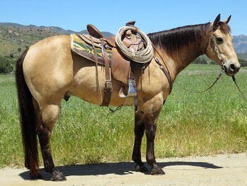 "WIMPY GOLD BLAZE" Buckskin Gelding Quarter Horse