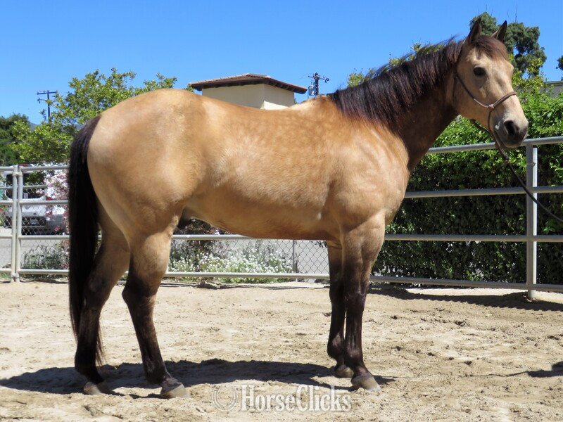 "WIMPY GOLD BLAZE" Buckskin Gelding Quarter Horse