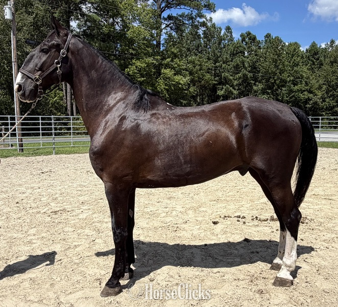 "Dutch" Black Gelding Draft