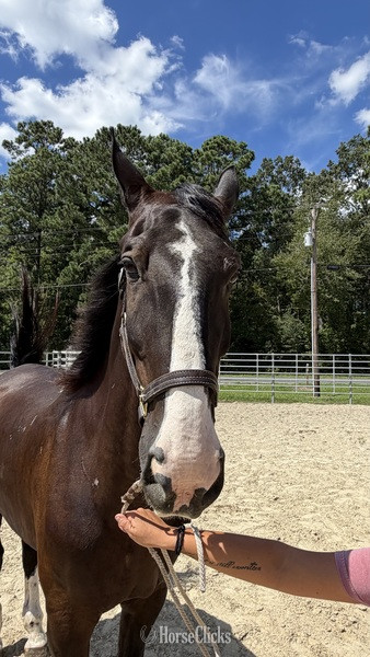North Carolina "Dutch" Black Gelding Draft