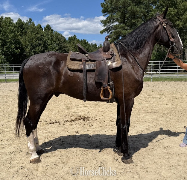 "Dutch" Black Gelding Draft - Draft in North Carolina