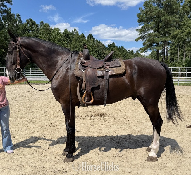 "Dutch" Black Gelding Draft - Draft