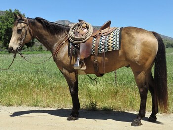 "DOUBLE TIME STREAK" Buckskin Gelding Quarter Horse