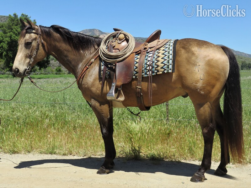 "DOUBLE TIME STREAK" Buckskin Gelding Quarter Horse in California