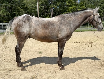 "App" Other Gelding Appaloosa