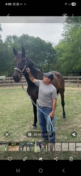 "Durango de Maria" Bay Gelding Andalusian