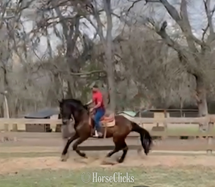 "Durango de Maria" Bay Gelding Andalusian