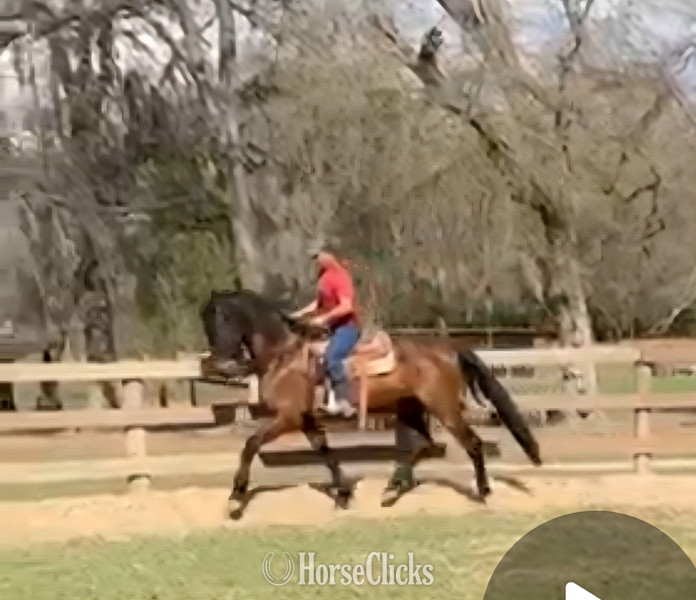"Durango de Maria" Bay Gelding Andalusian - Andalusian in Texas