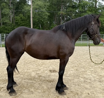 "Black" Black Mare Draft