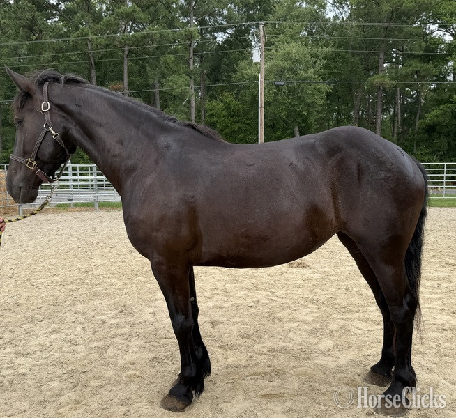 "Black" Black Mare Draft