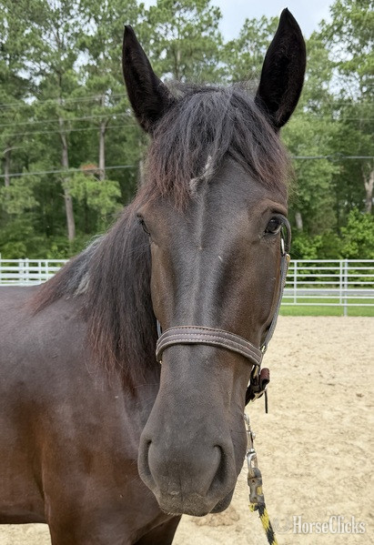 North Carolina "Black" Black Mare Draft