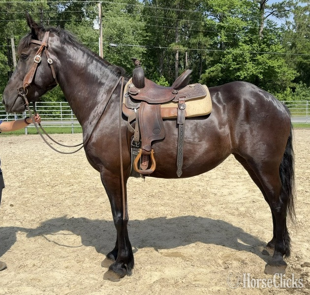 "Black" Black Mare Draft - Draft in North Carolina