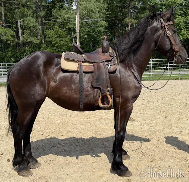 "Black" Black Mare Draft - Draft