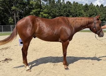 "Astro" Sorrel Gelding Quarter Horse