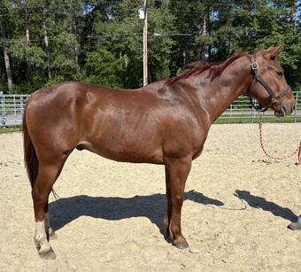 "Sorrel" Sorrel Gelding Quarter Horse