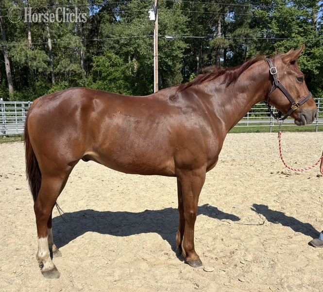 "Sorrel" Sorrel Gelding Quarter Horse in North Carolina