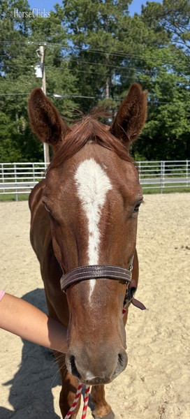 "Sorrel" Sorrel Gelding Quarter Horse