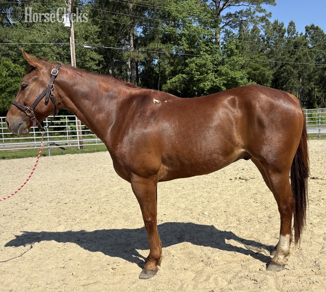 North Carolina "Sorrel" Sorrel Gelding Quarter Horse