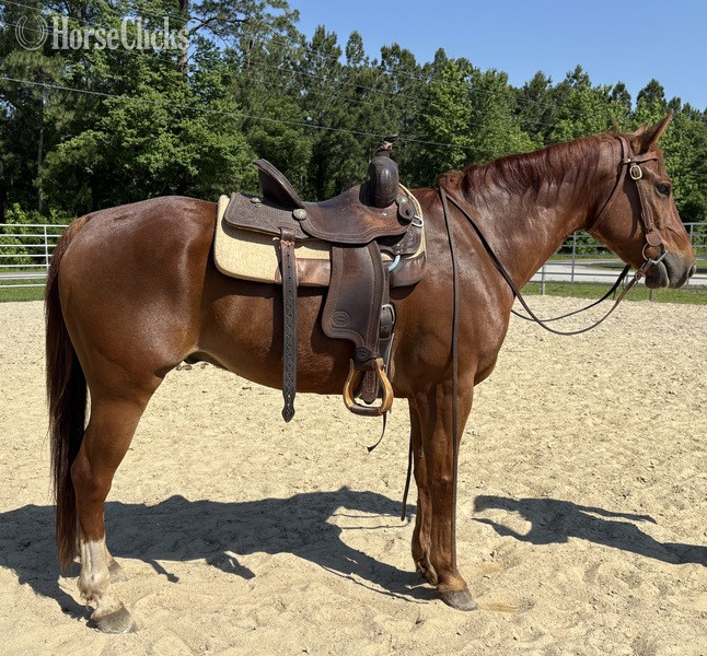 "Sorrel" Sorrel Gelding Quarter Horse - Quarter Horse