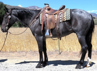 "GABRIEL" Blue Roan Gelding Draft