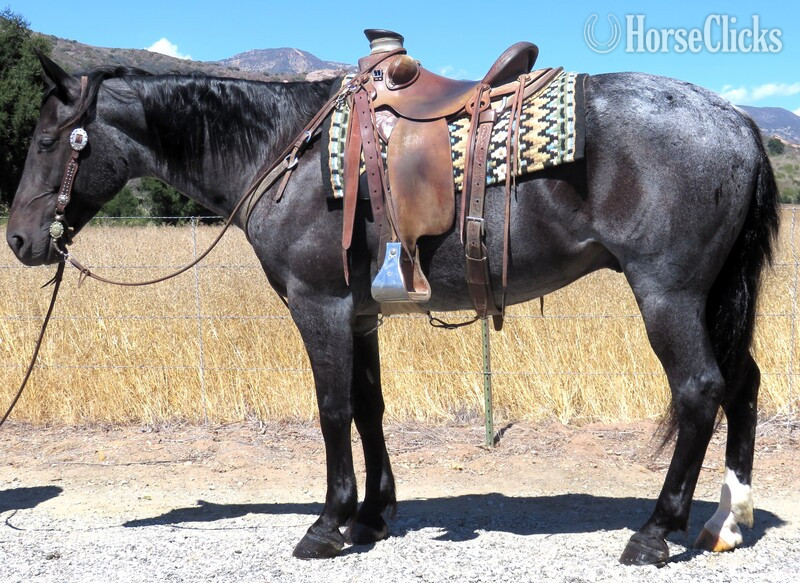"GABRIEL" Blue Roan Gelding Draft in California