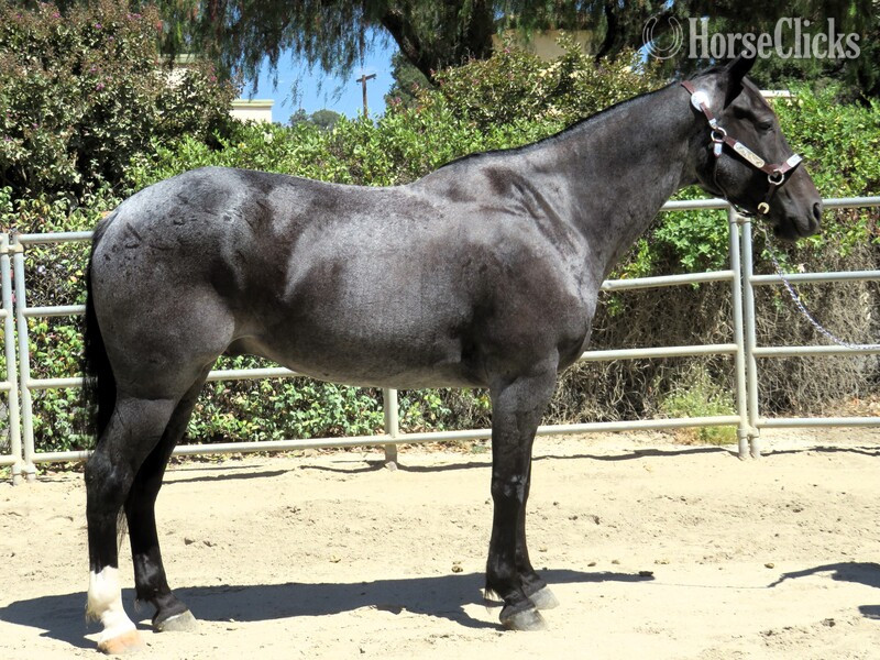 "GABRIEL" Blue Roan Gelding Draft