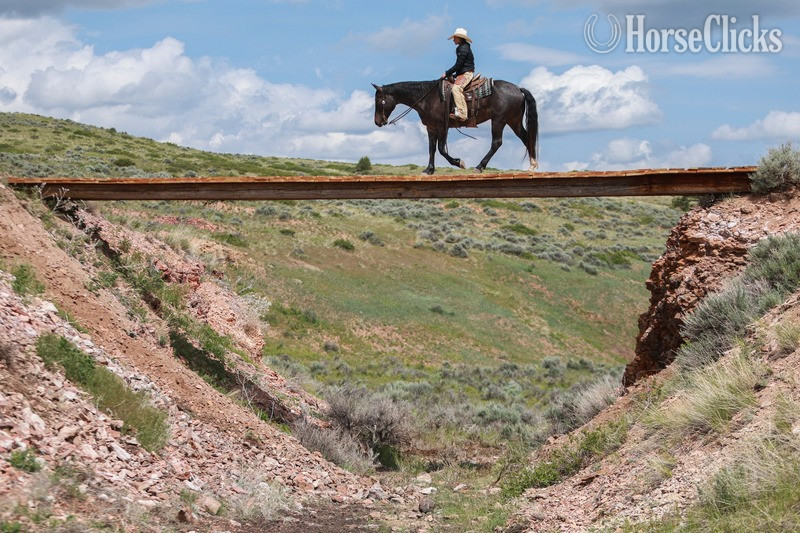 California "GABRIEL" Blue Roan Gelding Draft
