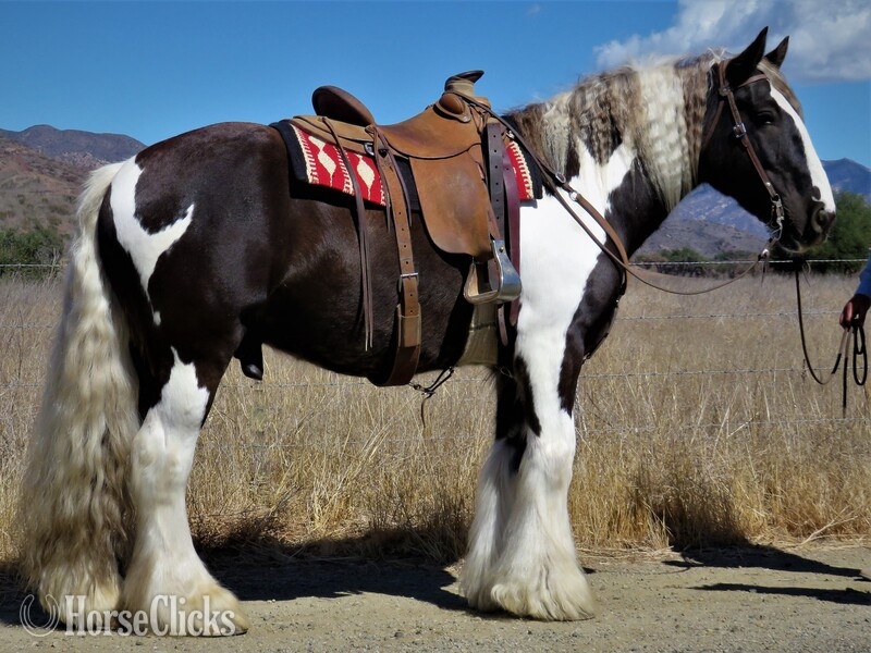 "BW THE PRINCE OF WHALES" Black Gelding Gypsy Vanner in California