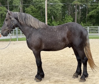 "Grey" Grey Gelding Percheron