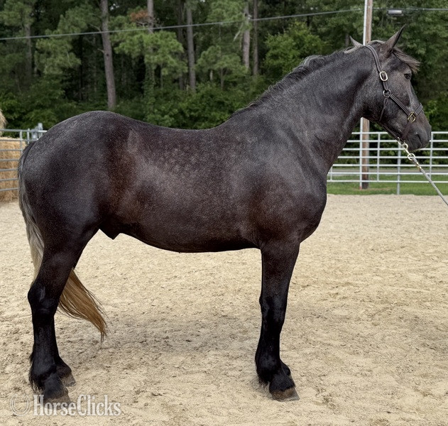 "Grey" Grey Gelding Percheron