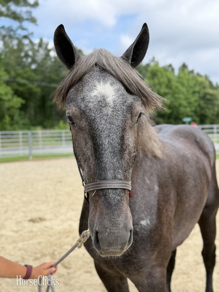 North Carolina "Grey" Grey Gelding Percheron