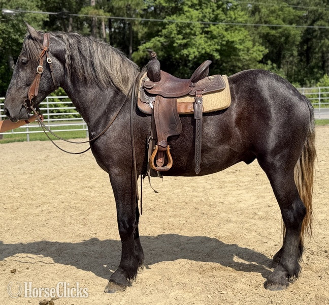 "Grey" Grey Gelding Percheron - Percheron in North Carolina