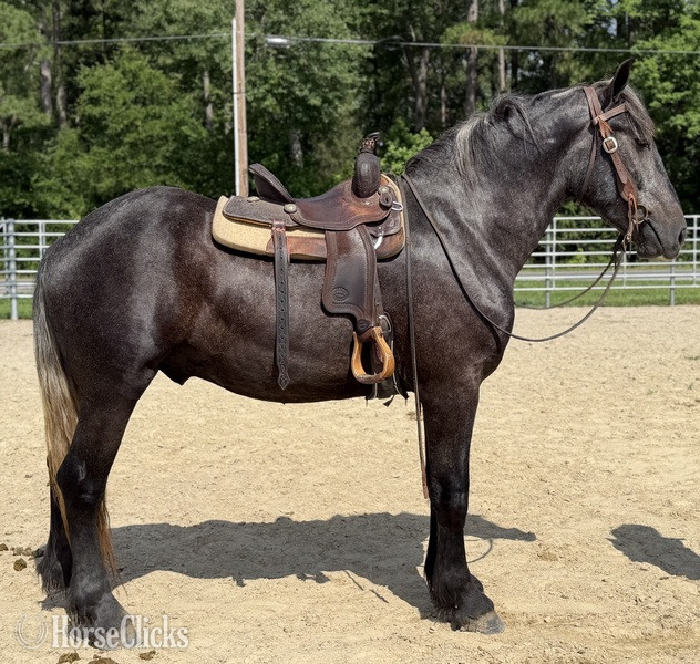 "Grey" Grey Gelding Percheron - Percheron