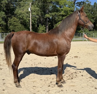 "Morgan" Sorrel Gelding Morgan