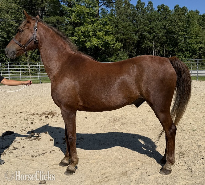 "Morgan" Sorrel Gelding Morgan