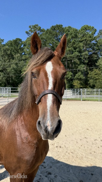 North Carolina "Morgan" Sorrel Gelding Morgan