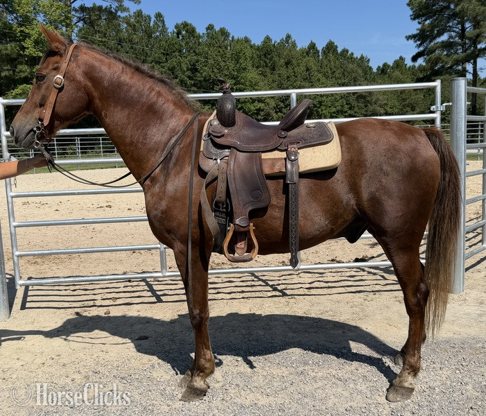 "Morgan" Sorrel Gelding Morgan - Morgan in North Carolina
