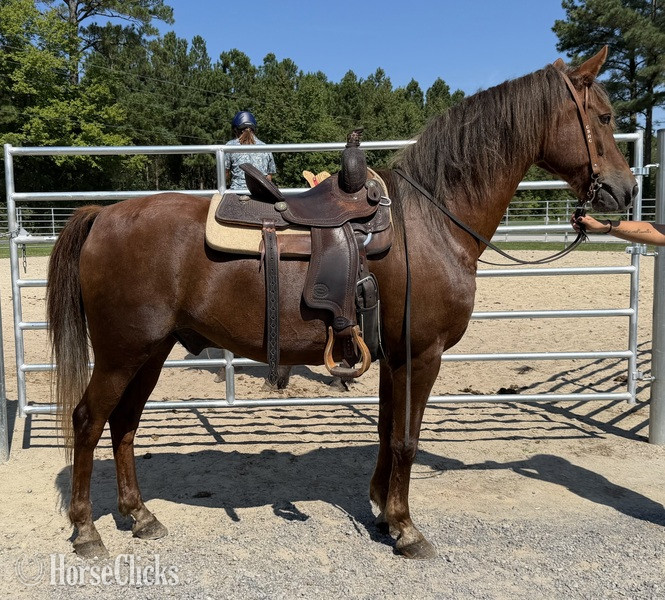 "Morgan" Sorrel Gelding Morgan - Morgan