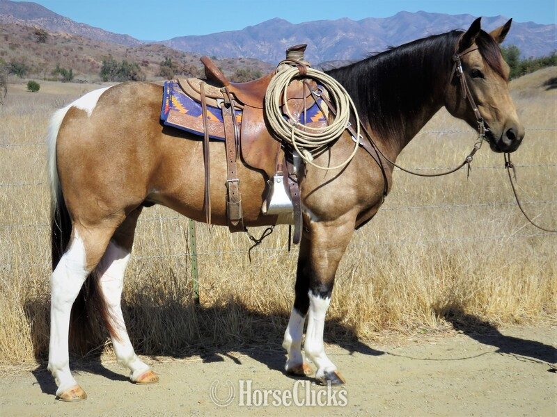 "SHOTS FLYIN CHIEF" Buckskin Gelding Paint in California