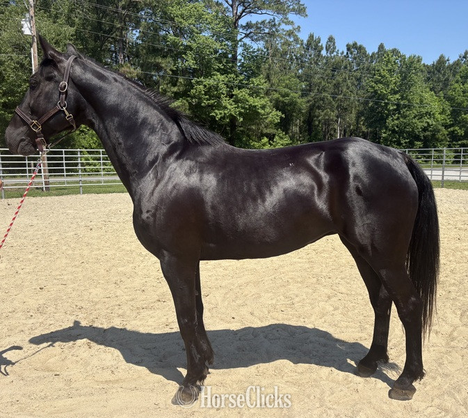 "Morgan" Black Gelding Morgan in North Carolina