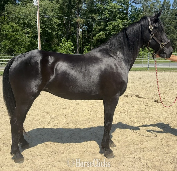 "Morgan" Black Gelding Morgan