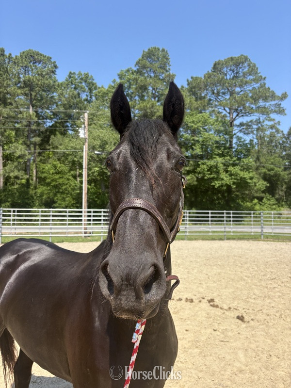 North Carolina "Morgan" Black Gelding Morgan