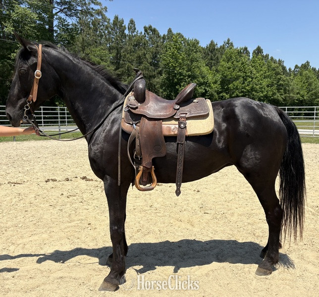 "Morgan" Black Gelding Morgan - Morgan in North Carolina