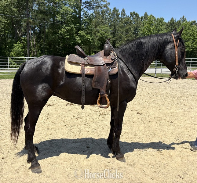 "Morgan" Black Gelding Morgan - Morgan
