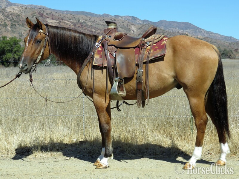 "POCKET PUPPY" Buckskin Gelding Quarter Horse in California
