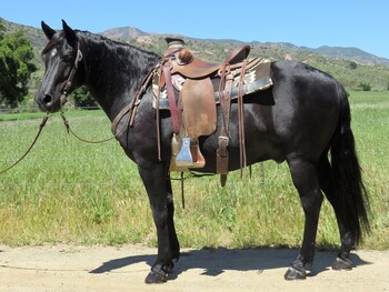 "GUMBALL" Black Gelding Quarter Pony