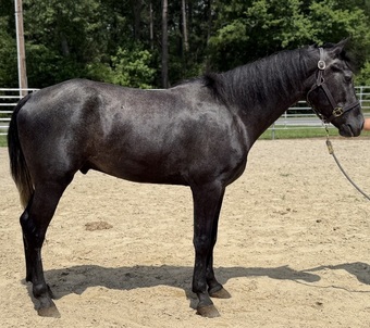 "Grey" Grey Gelding Quarter Horse