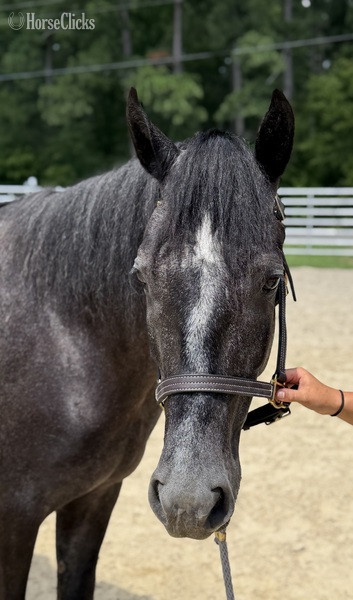 North Carolina "Grey" Grey Gelding Quarter Horse