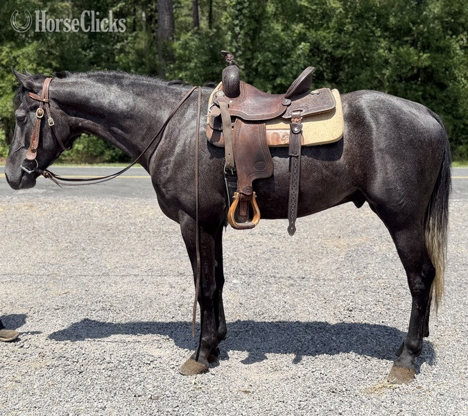"Grey" Grey Gelding Quarter Horse - Quarter Horse in North Carolina