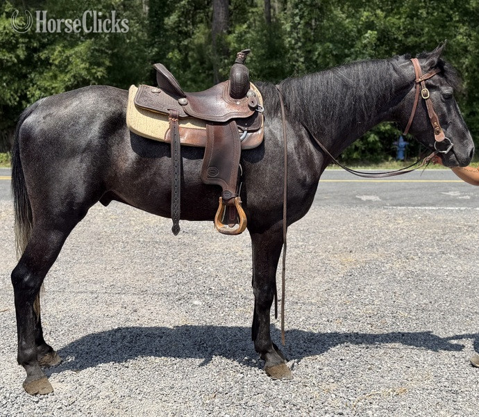 "Grey" Grey Gelding Quarter Horse - Quarter Horse